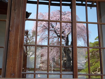 枝垂れ桜の写真集