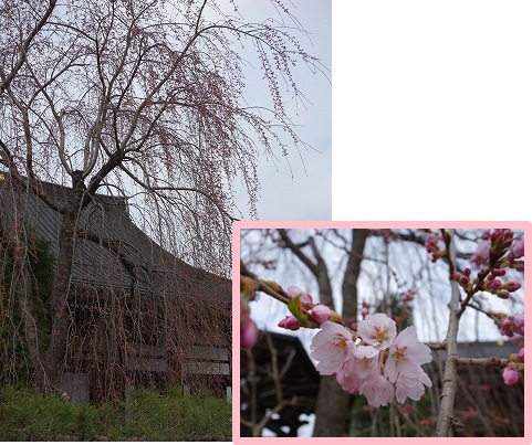 桜の開花だより 2014