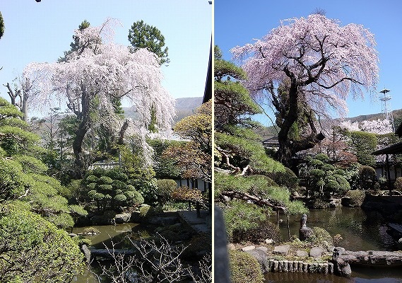 枝垂れ桜の写真集